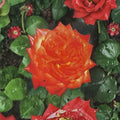 Charisma Floribunda Rose - 3 Gallon Live Bush Plant with Red Orange Yellow Blooms