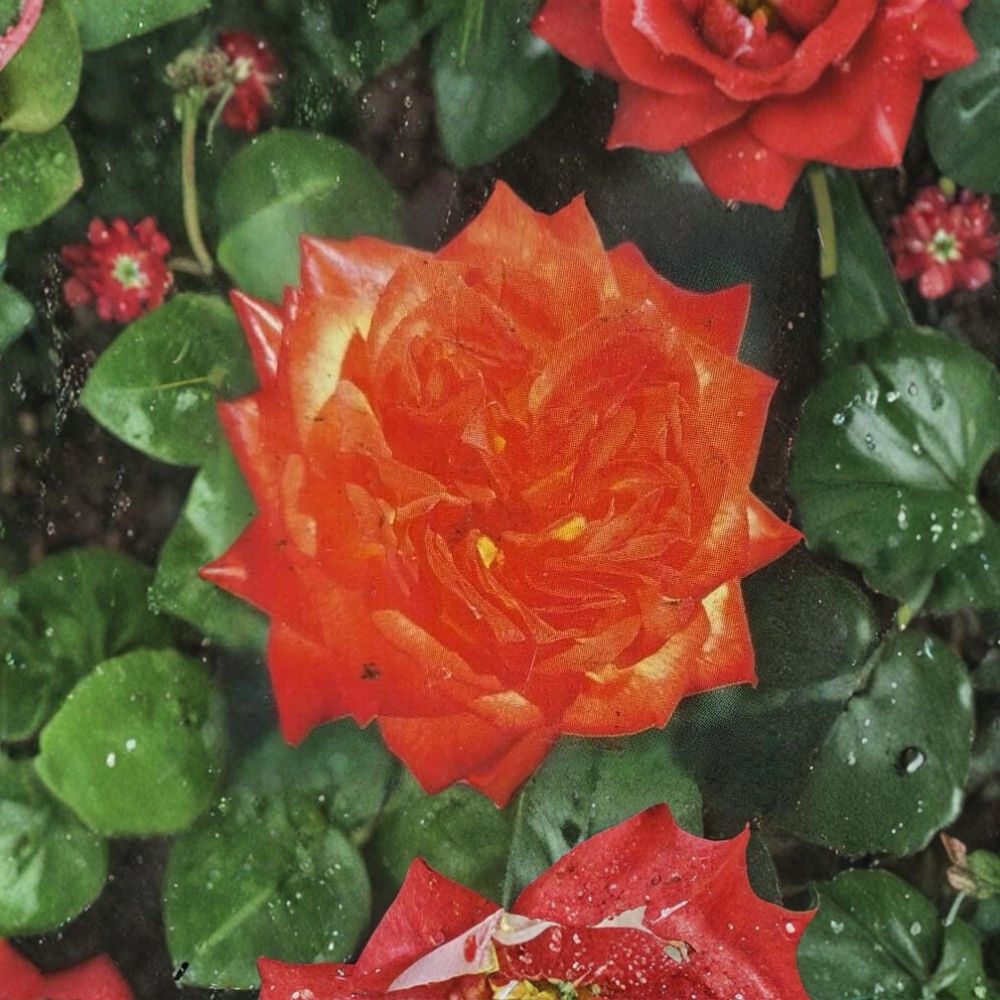Charisma Floribunda Rose - 3 Gallon Live Bush Plant with Red Orange Yellow Blooms