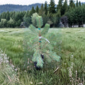 Pinus sylvestris 'Buchanan’s Gold' – Golden Scotch Pine Live Plant in 1 Gallon Pot