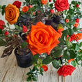 Marina Rose Floribunda Live Rose Bush | 1 Gallon | Everblooming Salmon Orange Flowers