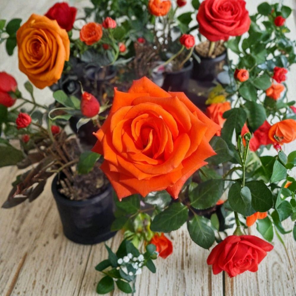 Marina Rose Floribunda Live Rose Bush | 1 Gallon | Everblooming Salmon Orange Flowers