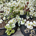 Chaenomeles x superba 'Jet Trail' – White Flowering Quince Live Plant in Nursery Pot