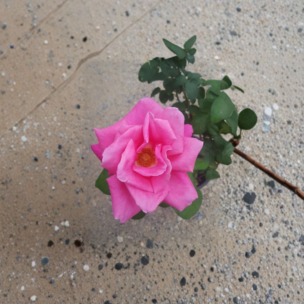 Perfume Delight Hybrid Tea Rose – 1 Gallon Live Bush Plant with Fragrant Pink Blooms