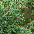 Chamaecyparis thyoides 'Andelye Conica' – Atlantic White Cedar Live Plant in 1 Gallon Pot