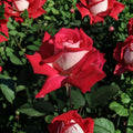 Love Rose – Rosa Grandiflora Live Rose Bush | 2 Gallon | Ruby Red & White Fragrant Blooms