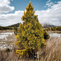 Sunkist Arborvitae - Live Yellow Evergreen Conifer in Quart Pot | Thuja occidentalis