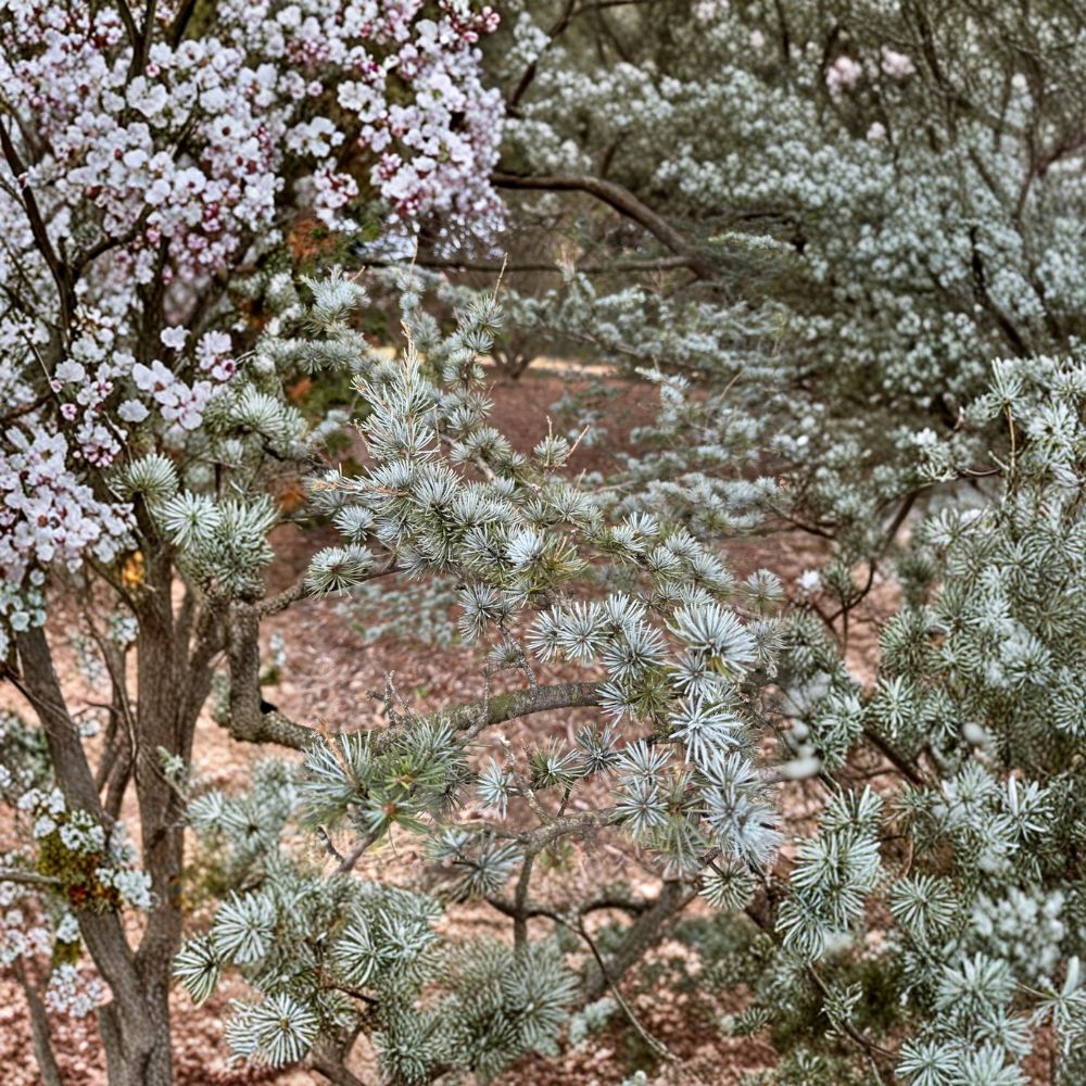Cedrus atlantica 'Glauca' Blue Atlas Cedar Live Plant - 12 Inch, 1 Gallon Pot, Powder Blue Evergreen Conifer