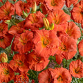 Hemerocallis 'Desert Flame' Daylily – 3 Bare Root Reblooming Perennials with Fiery Red-Orange Blooms