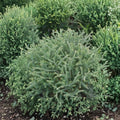 Thuja occidentalis 'Linesville' Dwarf Arborvitae | Quart Pot Evergreen Shrub