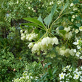 Enkianthus campanulatus 'Albiflorus' – Redvein Enkianthus Live Plant in 2 Gallon Pot