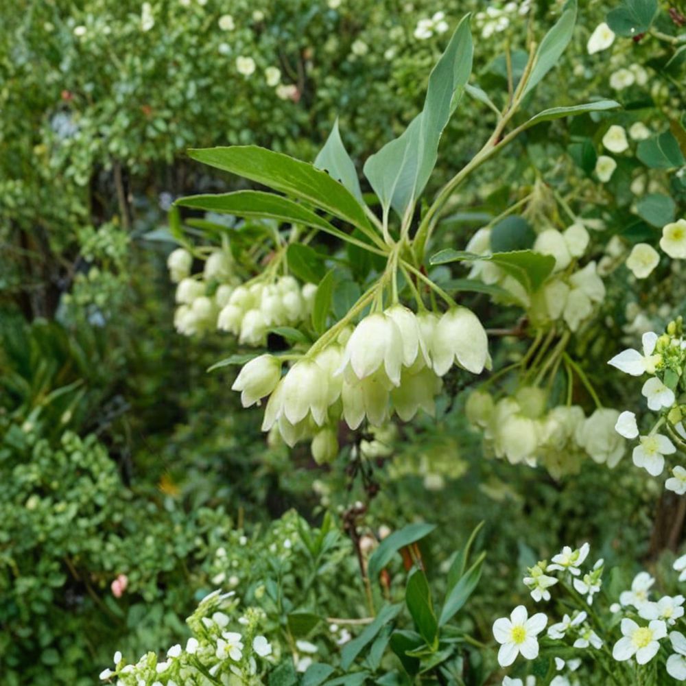 Enkianthus campanulatus 'Albiflorus' – Redvein Enkianthus Live Plant in 2 Gallon Pot