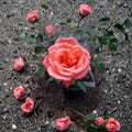 Tropicana Hybrid Tea Rose - 3 Gallon Live Bush Plant with Fragrant Orange Blooms