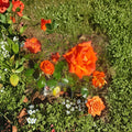 Marina Rose – Rosa Floribunda Live Rose Bush | 5 Gallon Size | Everblooming Salmon Orange Flowers