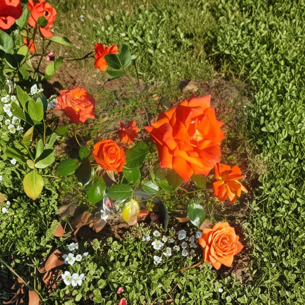 Marina Rose – Rosa Floribunda Live Rose Bush | 5 Gallon Size | Everblooming Salmon Orange Flowers