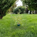 Salix sachalinensis 'Sekka' Japanese Fantail Willow Live Plant in 2 Gallon Pot