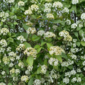 Mohican Viburnum - Viburnum lantana 'Mohican' Live Flowering Shrub in 4 Inch Pot