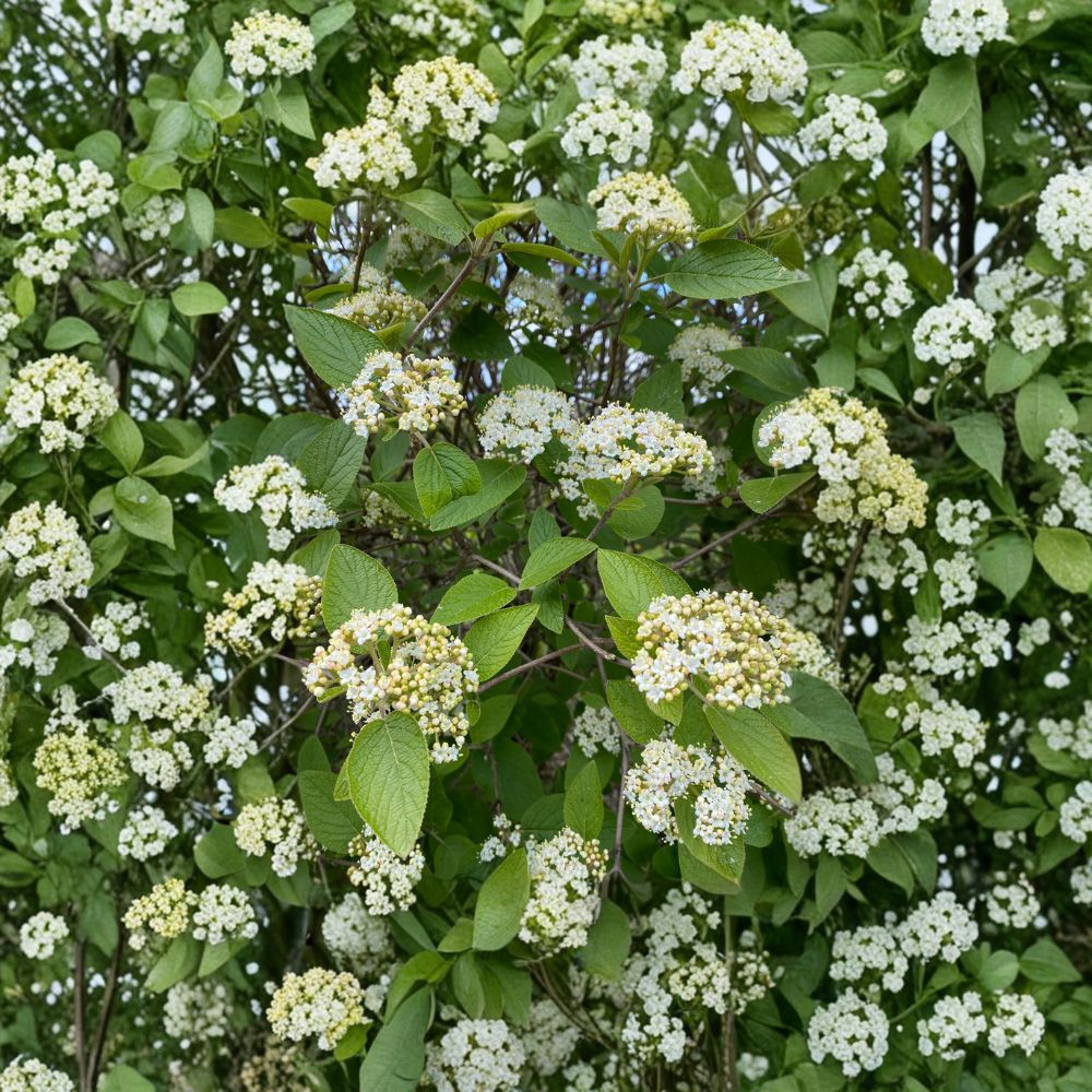 Mohican Viburnum - Viburnum lantana 'Mohican' Live Flowering Shrub in 4 Inch Pot