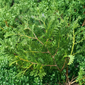 Thuja occidentalis 'Nigra' Dark Green Arborvitae Live Plant | Quart Pot Evergreen Privacy Tree