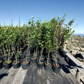 Shinko Asian Pear Tree – Pyrus pyrifolia Live Fruit Tree 4–6 Feet Tall with Healthy Roots