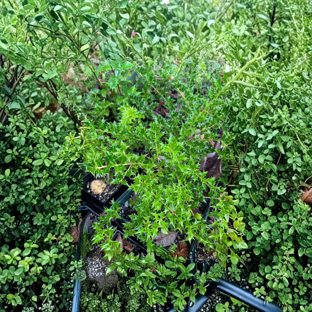 Carolina Cone Holly | Live Evergreen Privacy Tree in Quart Pot | Ilex x ‘Carolina Cone’
