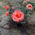 Tropicana Hybrid Tea Rose 5 Gallon Live Bush Plant | Fragrant Orange Blooms