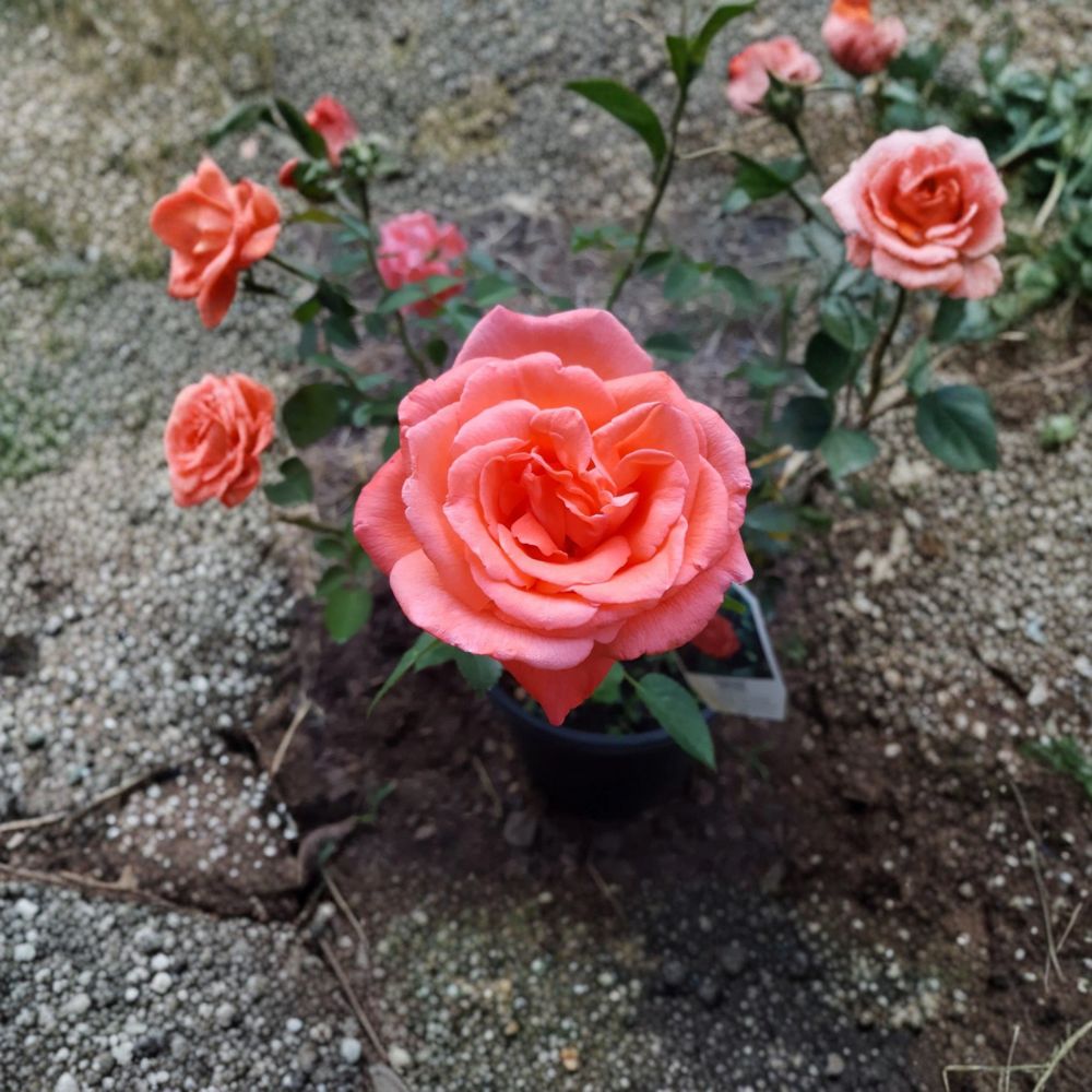 Tropicana Hybrid Tea Rose 5 Gallon Live Bush Plant | Fragrant Orange Blooms