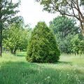 Thuja occidentalis 'Elegantissima' – Elegant Arborvitae Evergreen Privacy Tree in Quart Pot