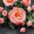 Voodoo Rose – Rosa Hybrid Tea Live Plant | 1 Gallon | Orange Yellow Fragrant Blooms