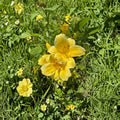 Hemerocallis 'Raindrop' Daylily – 3 Bare Root Plants | Hardy Perennial Flower