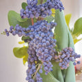 Fredonia Grape Vine 2 Gallon Live Plant | Cold Hardy, Early Ripening Fruit Vine