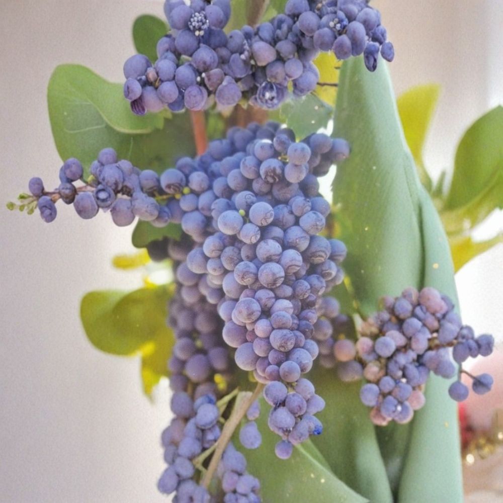 Fredonia Grape Vine 2 Gallon Live Plant | Cold Hardy, Early Ripening Fruit Vine