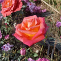 Mikado Hybrid Tea Rose – 2 Gallon Live Rose Bush with Scarlet Red & Yellow Blooms