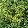Early Gold Oriental Spruce - 10 Inch Live Golden Evergreen Conifer in 1 Gallon Pot