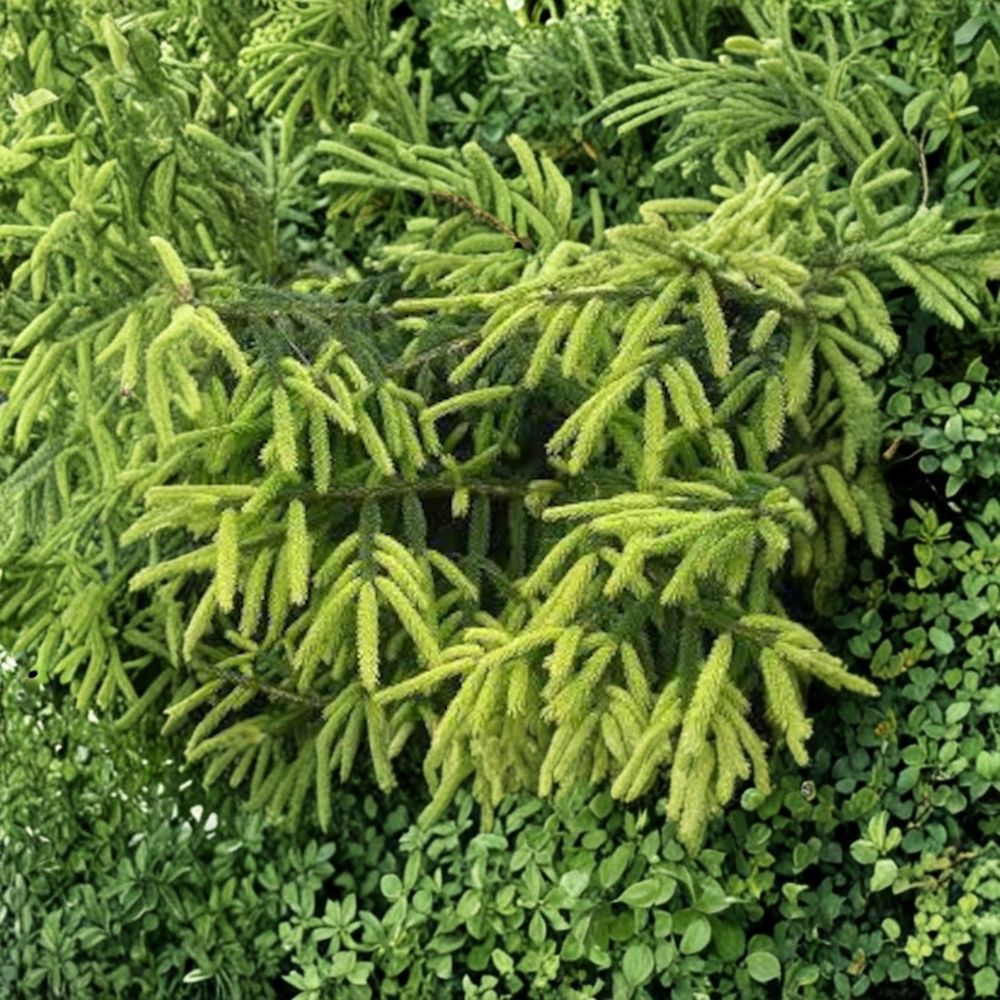 Early Gold Oriental Spruce - 10 Inch Live Golden Evergreen Conifer in 1 Gallon Pot