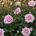 Blue Girl Hybrid Tea Rose Live Bush Plant - Mauve Lavender, 3 Gallon