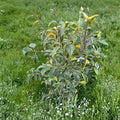 Ilex pedunculosa 'Frosty Morn' Variegated Longstalk Holly Live Plant in 2 Gallon Pot