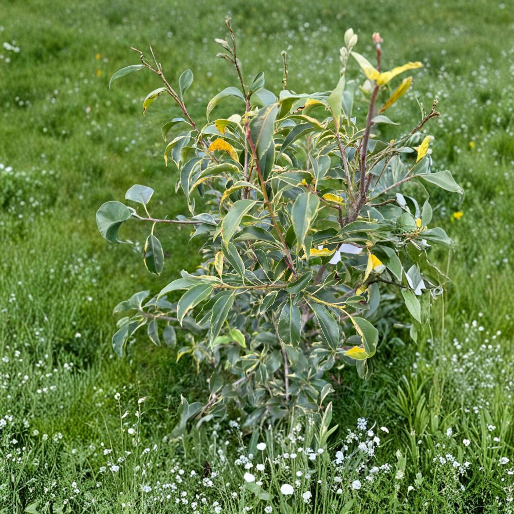 Ilex pedunculosa 'Frosty Morn' Variegated Longstalk Holly Live Plant in 2 Gallon Pot