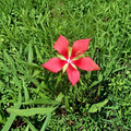 Texas Star Hibiscus Live Plant | Hibiscus coccineus | 2 Gallon | Large Red Flowers