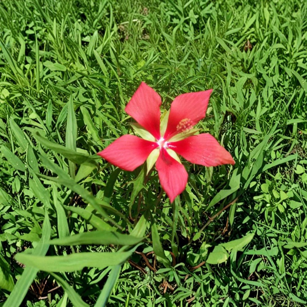 Texas Star Hibiscus Live Plant | Hibiscus coccineus | 2 Gallon | Large Red Flowers