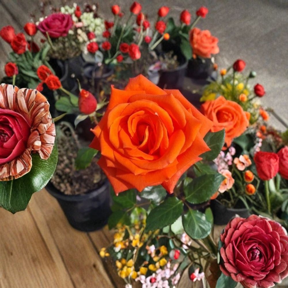Marina Rose Floribunda Live Rose Bush - 3 Gallon, Everblooming Salmon Orange Flowers