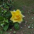 Oregold Grandiflora Rose - Yellow Live Bush Plant 2 Gallon | Elegant Landscape Rose
