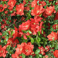 Chaenomeles x superba 'Texas Scarlet' – Red Flowering Quince Live Plant in 2 Gallon Pot