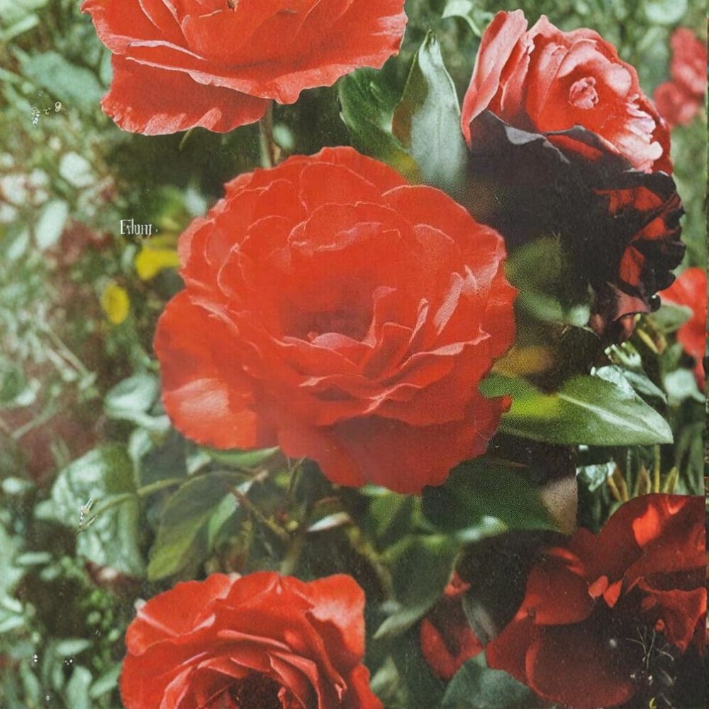 Impatient Floribunda Rose Orange Red Live Bush Plant 3 Gallon Root Ball Wrapped
