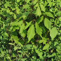 Acer cissifolium – Ivy-Leafed Maple Tree Live Plant | 12 Inch | 4 Inch Pot | Rare Ornamental Maple