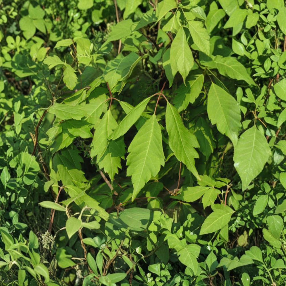 Acer cissifolium – Ivy-Leafed Maple Tree Live Plant | 12 Inch | 4 Inch Pot | Rare Ornamental Maple