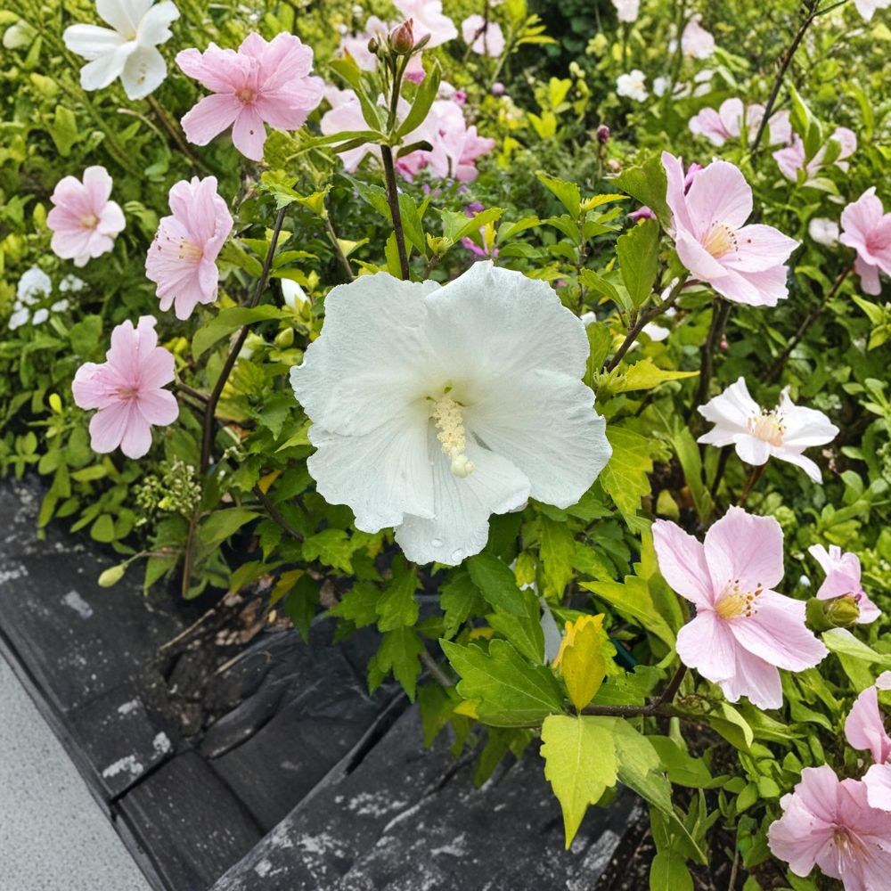 Diana Rose of Sharon Hibiscus syriacus Live Plant | 2 Gallon Pot | Pure White Summer Blooming Shrub