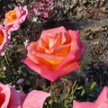 Mikado Hybrid Tea Rose Live Bush Plant - Scarlet Yellow, 3 Gallon