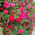Double Knock Out® Red Rose - 1 Gallon Live Bush Plant | Disease Resistant Landscape Rose