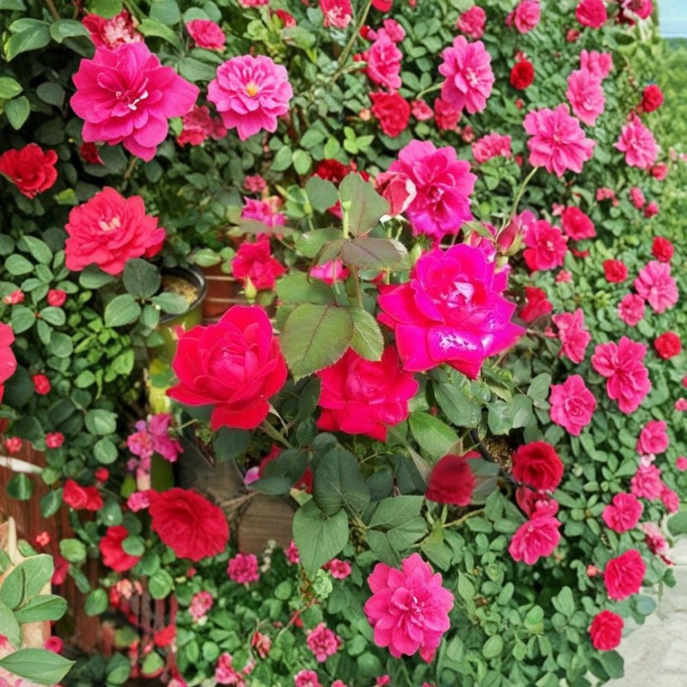 Double Knock Out® Red Rose - 1 Gallon Live Bush Plant | Disease Resistant Landscape Rose