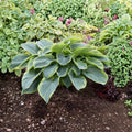 Hosta 'Wu La La' Live Starter Plant in 3 Inch Pot | Giant Variegated Shade Perennial